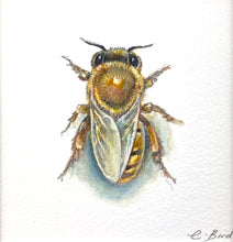 Load image into Gallery viewer, Honeybee Study IX