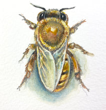 Load image into Gallery viewer, Honeybee Study IX