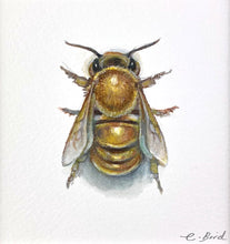 Load image into Gallery viewer, Honeybee Study VII