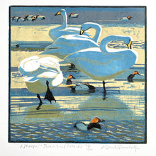 Load image into Gallery viewer, Whooper Swans & Pochards