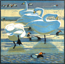 Load image into Gallery viewer, Whooper Swans & Pochards