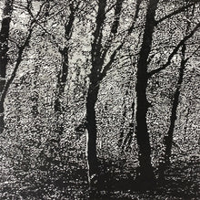 Load image into Gallery viewer, Woodland VII
