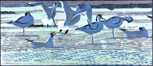 Load image into Gallery viewer, Avocets & Black-headed Gulls