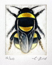 Load image into Gallery viewer, Bombus Jonellus