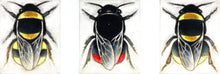 Load image into Gallery viewer, Bumblebee Triptych