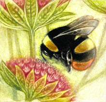 Load image into Gallery viewer, Bumblebee on Astrantia