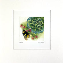 Load image into Gallery viewer, Bumblebee on Sempervivum