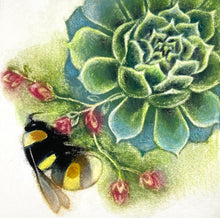 Load image into Gallery viewer, Bumblebee on Sempervivum