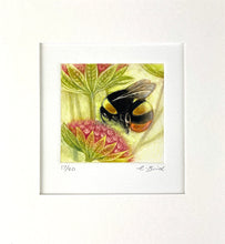 Load image into Gallery viewer, Bumblebee on Astrantia