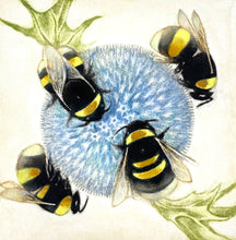 Load image into Gallery viewer, Bumblebees on Echinops
