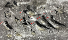 Load image into Gallery viewer, Oystercatcher Study