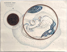 Load image into Gallery viewer, Middleton Reef
