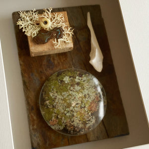 Moss Memories