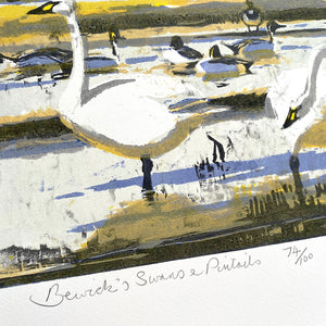 Bewick's Swans & Pintails