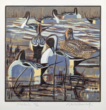 Load image into Gallery viewer, Pintails
