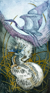 Heron Chick