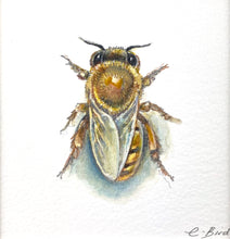 Load image into Gallery viewer, Honeybee Study IX
