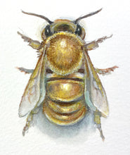 Load image into Gallery viewer, Honeybee Study VII
