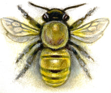 Load image into Gallery viewer, Honeybee
