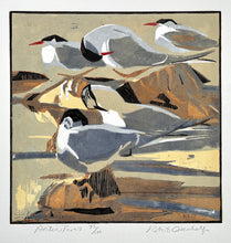 Load image into Gallery viewer, Arctic Terns
