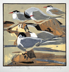 Arctic Terns