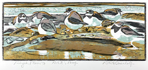 Ringed Plovers