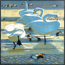 Load image into Gallery viewer, Whooper Swans &amp; Pochards
