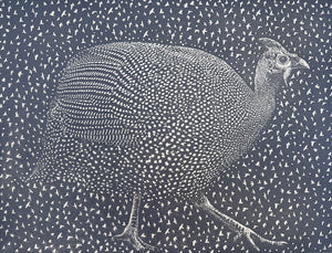 How the Guinea Fowl Lost its Spots