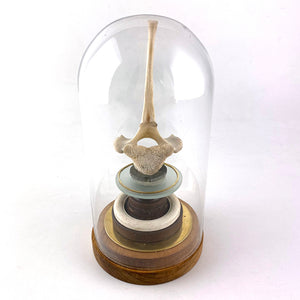 Glass Dome I