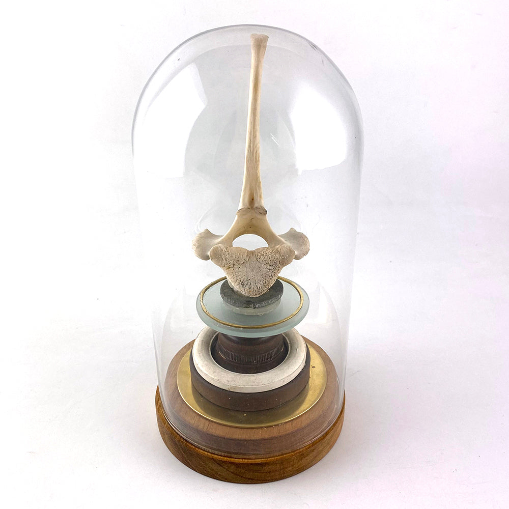 Glass Dome I
