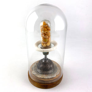 Glass Dome II