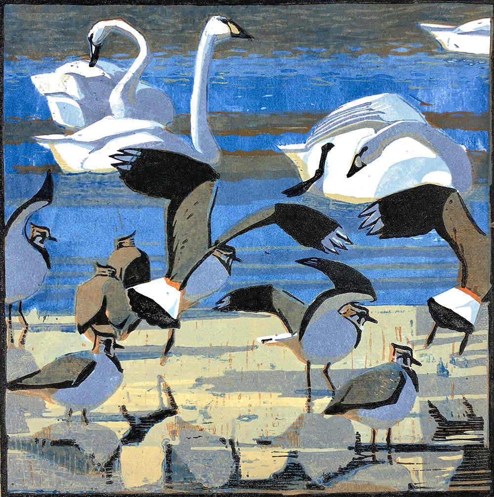 Bewick's Swans & Lapwings