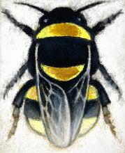 Load image into Gallery viewer, Bombus Jonellus
