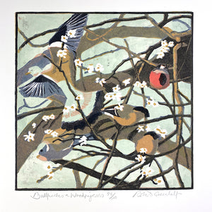 Bullfinches & Woodpigeons