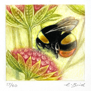 Bumblebee on Astrantia