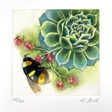 Load image into Gallery viewer, Bumblebee on Sempervivum
