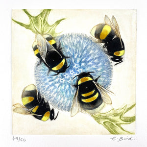 Bumblebees on Echinops