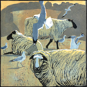Common Gulls & Sheep