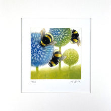 Load image into Gallery viewer, Echinops in Flower
