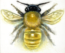 Load image into Gallery viewer, Honeybee
