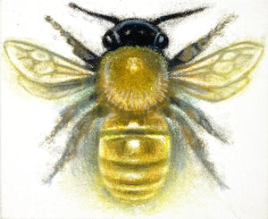 Honeybee