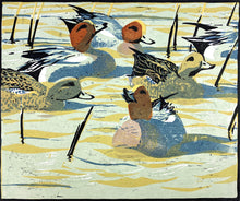 Load image into Gallery viewer, Wigeon
